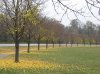 Fallen Leaves 001.jpg Fallen Leaves 001.jpg