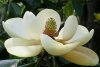 78122899.EXyPnW5y.50207Magnoliacropped.jpg