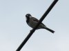 bird on wire1.jpg