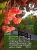 quote prayer Ayo psalm Lord You are a shield of protection around us romantic colors.jpg