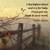 quote prayer psalm I rise bfeore dawn and cry for help Lord hope in Word.jpg