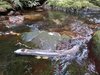 Russell Forest stream two days after drop.jpg