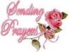 quote prayers sending prayers romantic pink rose flower .jpg