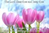 quote prayer the Lord bless thee and keep thee tulips pink flowers .jpg