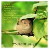 quote prayer psalms psalm 90 (91) protection romantic sweet little bird oiseau .jpg