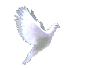 animated-dove-gif-8 - Copy - Copy.gif