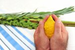 israel-sukkot.jpg israel-sukkot.jpg
