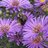 Bees