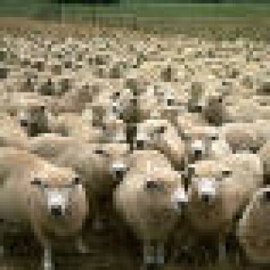 Sheep Bunch