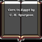 Corn in Egypt