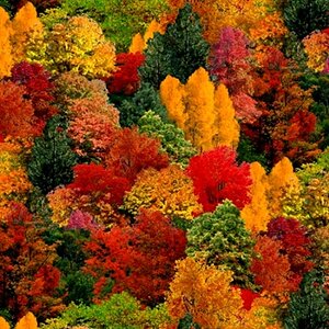 _landscape-medley-fall-colored-trees-autumn-leaves-cotton-fabric.jpeg