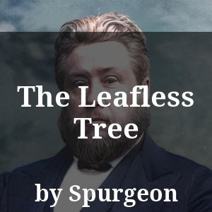 The Leafless Tree