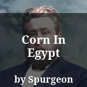 Corn In Egypt