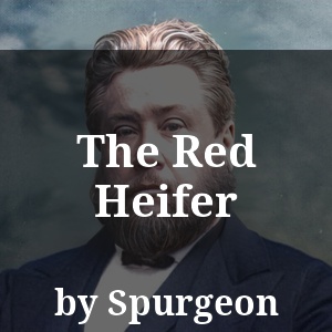 The Red Heifer