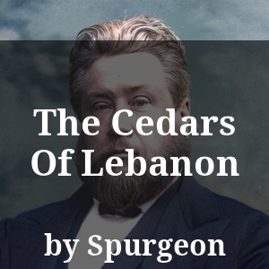 The Cedars Of Lebanon