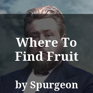 Where To Find Fruit