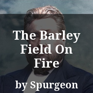 The Barley Field On Fire