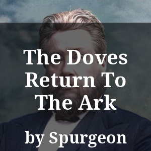 The Doves Return To The Ark