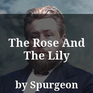 The Rose And The Lily