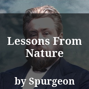 Lessons From Nature