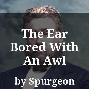 The Ear Bored With An Awl