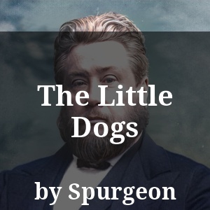 The Little Dogs