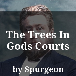 The Trees In Gods Courts