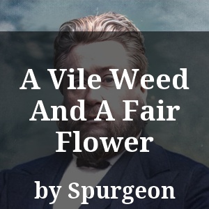 A Vile Weed And A Fair Flower