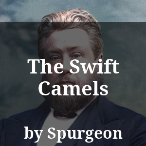 The Swift Camels