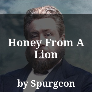 Honey From A Lion