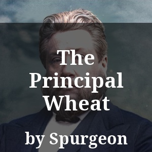 The Principal Wheat