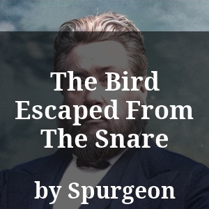 The Bird Escaped From The Snare