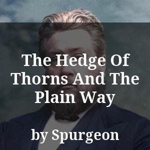 The Hedge Of Thorns And The Plain Way