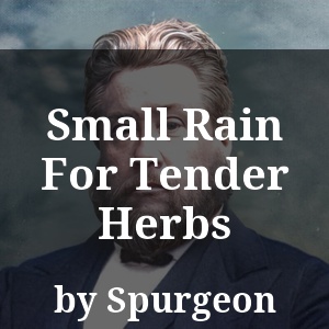 Small Rain For Tender Herbs