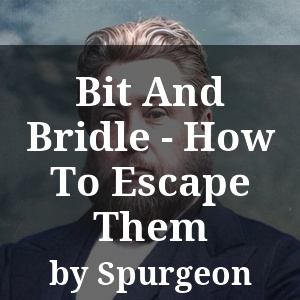 Bit And Bridle - How To Escape Them