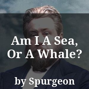 Am I A Sea, Or A Whale?