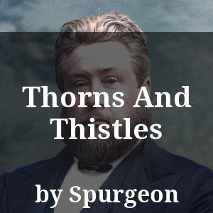 Thorns And Thistles