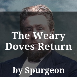 The Weary Doves Return