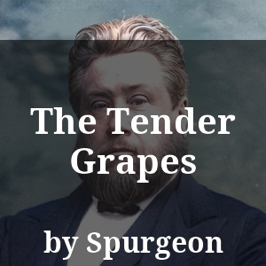 The Tender Grapes