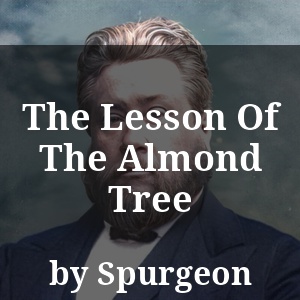 The Lesson Of The Almond Tree