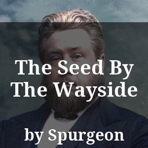 The Seed By The Wayside