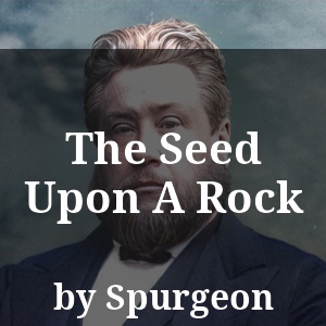 The Seed Upon A Rock