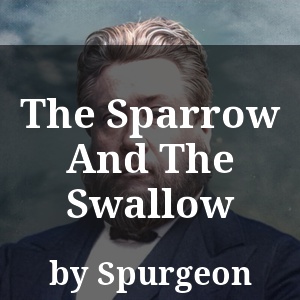 The Sparrow And The Swallow