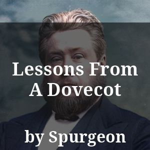 Lessons From A Dovecot