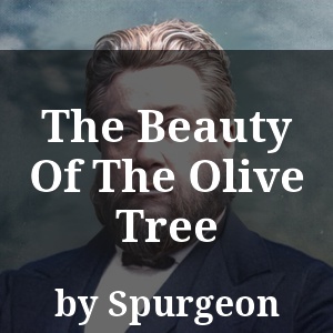 The Beauty Of The Olive Tree