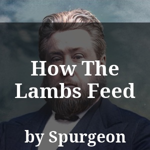 How The Lambs Feed