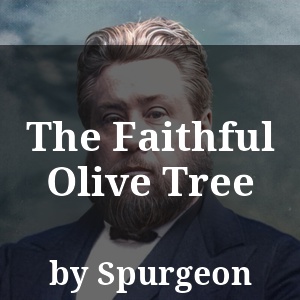 The Faithful Olive Tree