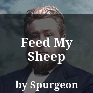 Feed My Sheep