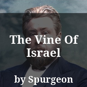 The Vine Of Israel