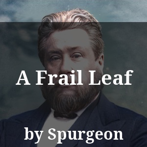 A Frail Leaf